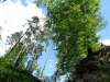 Sommerwald